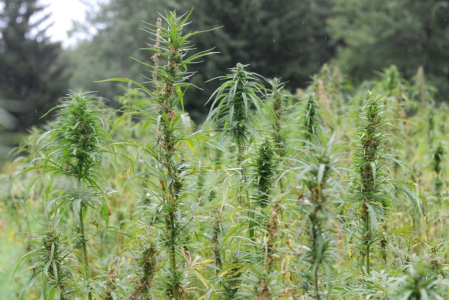 Марихуана Индика