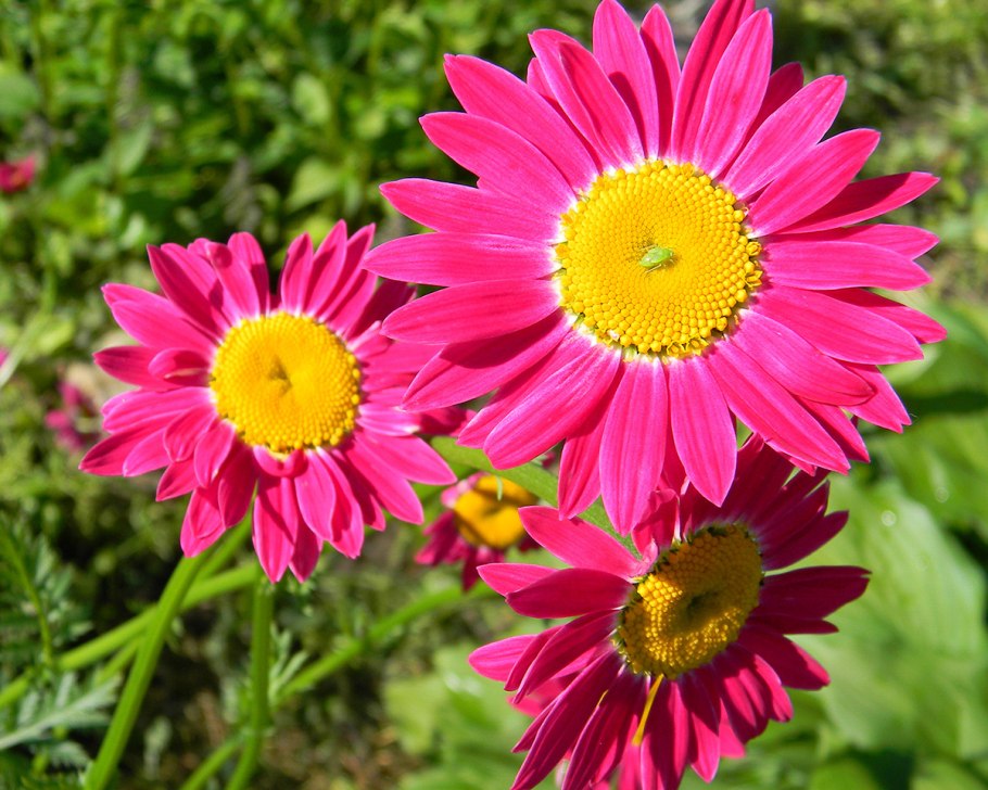 Пижма Робинсон красный