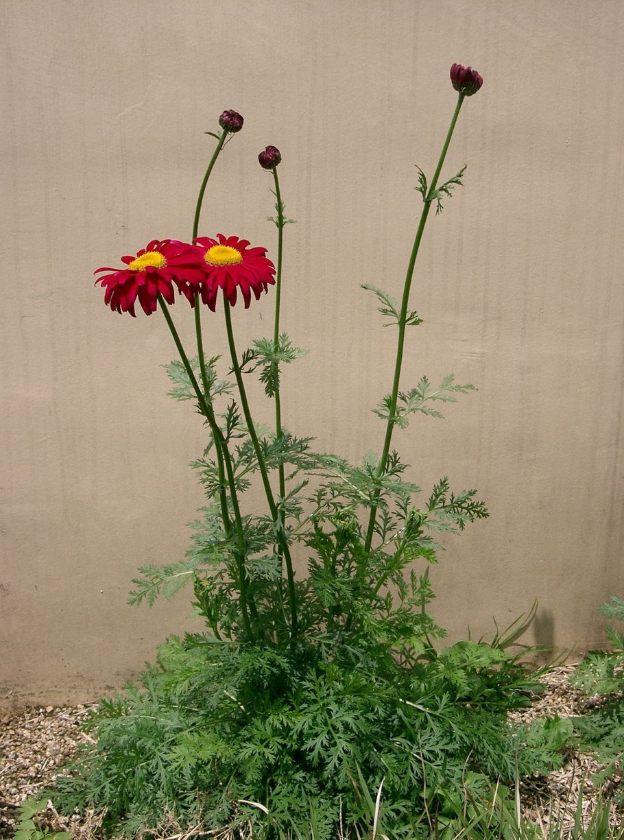 Танацетум Амазон