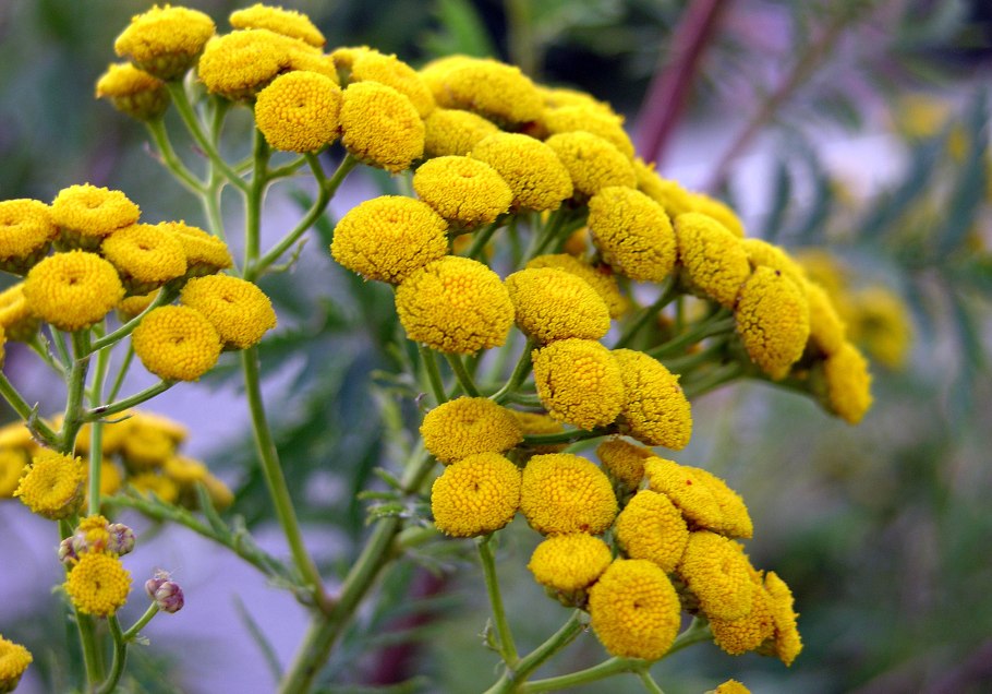 Пижма тысячелистниковая