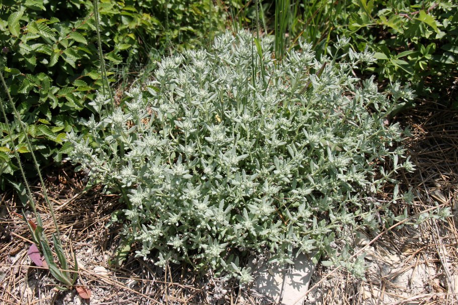 Полынь беловойлочная (Artemisia hololeuca