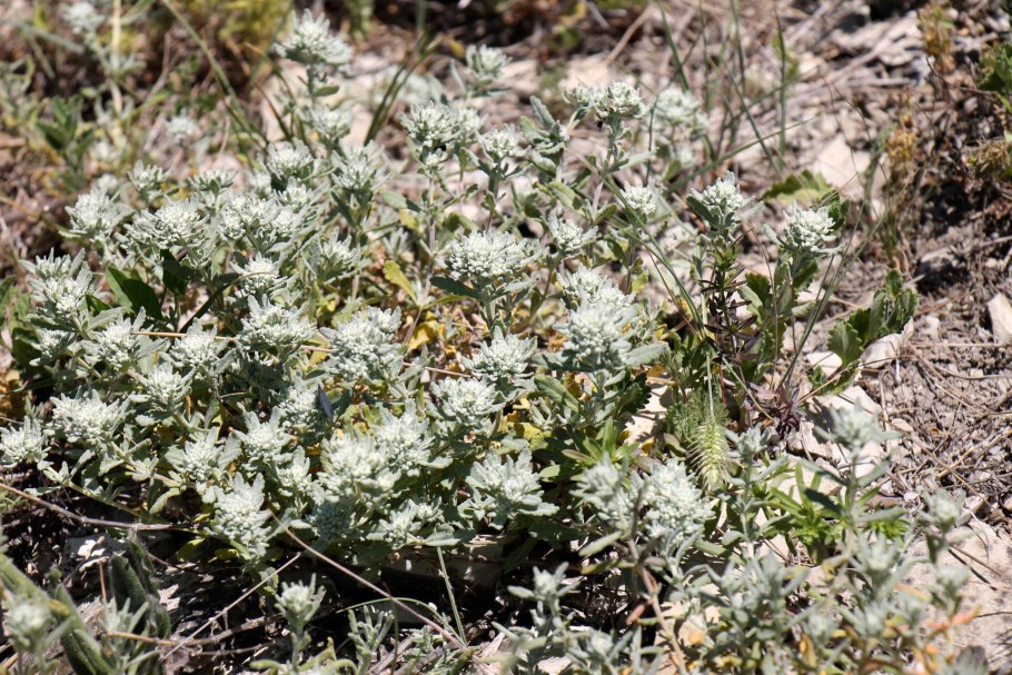 Полынь беловойлочная (Artemisia hololeuca