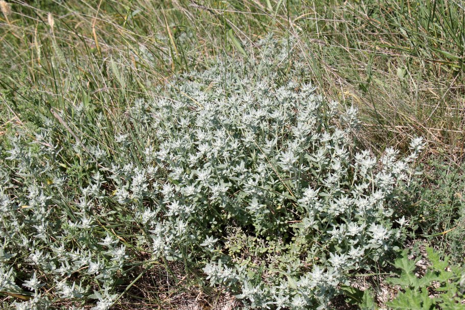 Полынь беловойлочная - Artemisia hololeuca Bieb. Ex Bess.