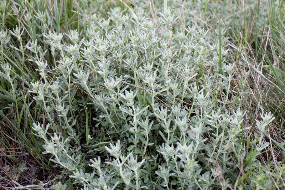 Полынь беловойлочная (Artemisia hololeuca