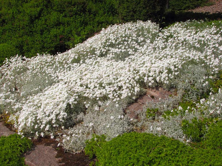 Ясколка войлочная Биберштейна