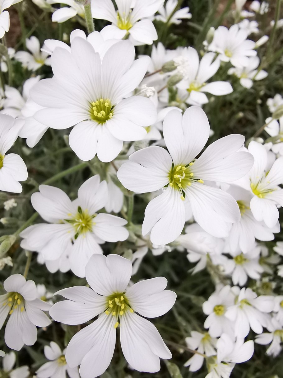 Ясколка снежный