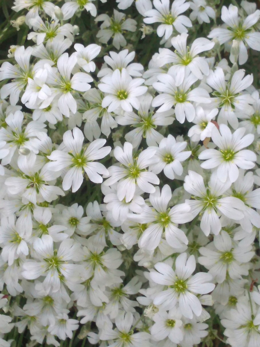 Ясколка белоснежная