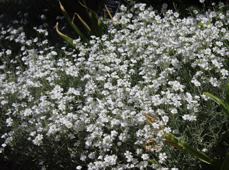 Ясколка войлочная