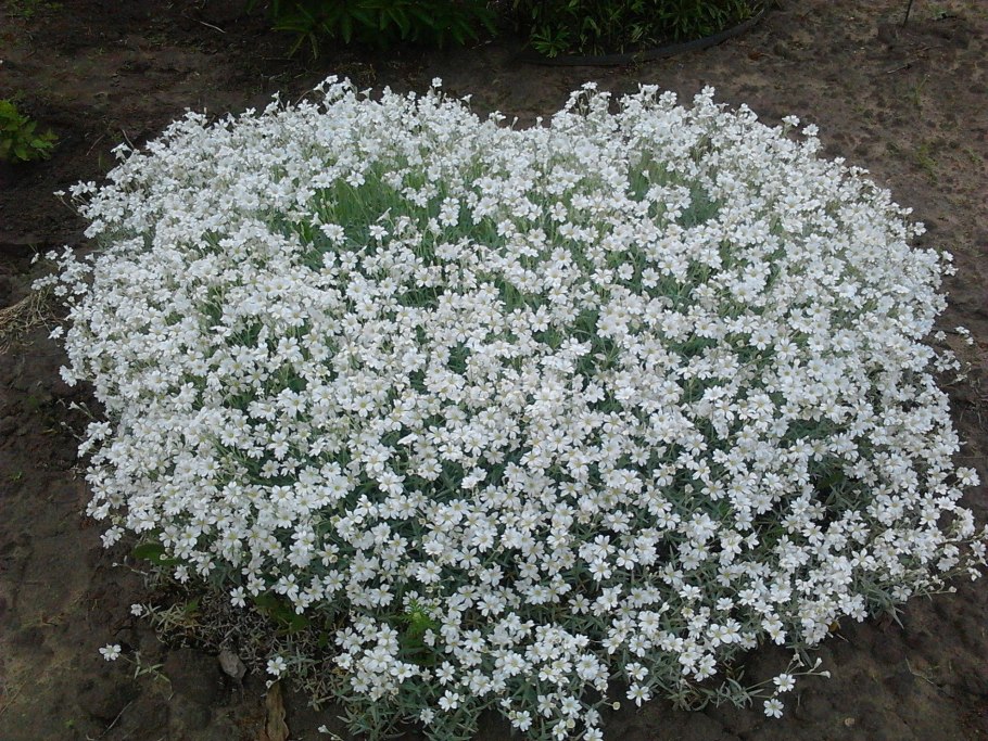 Ясколка биберштейна cerastium biebersteinii