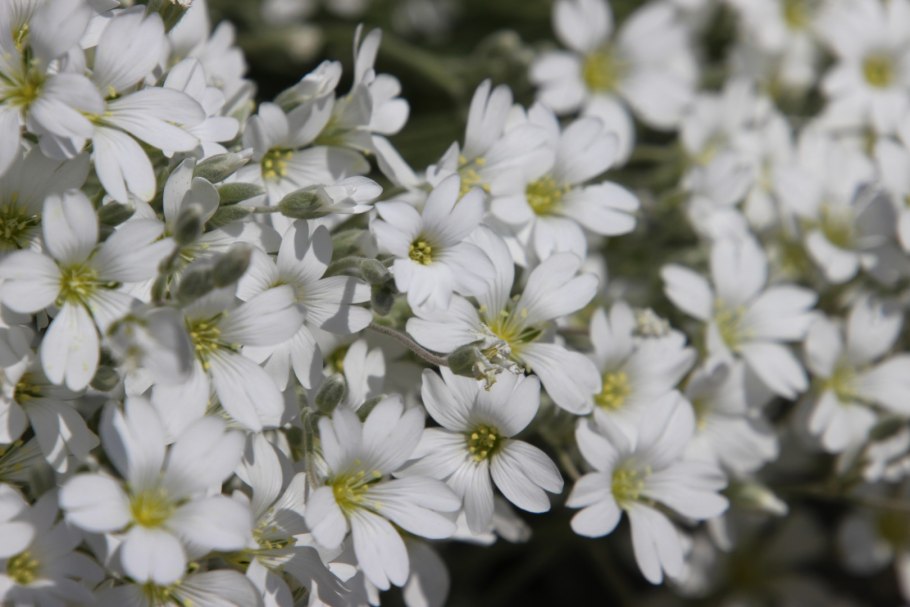 Ясколка войлочная Хрустальный водопад