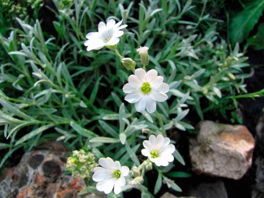 Ясколка войлочная (церастиум)