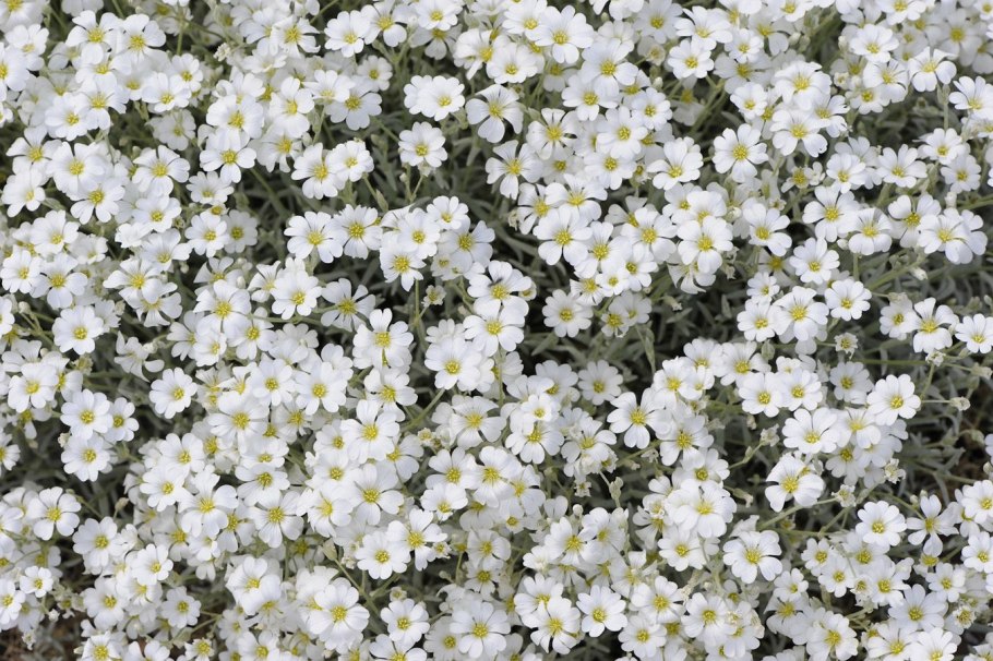 Ясколка биберштейна