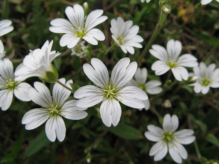 Ясколка войлочная (Cerastium tomentosum)