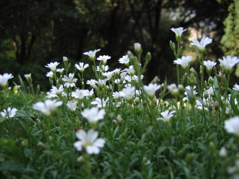 Ясколка почвопокровная