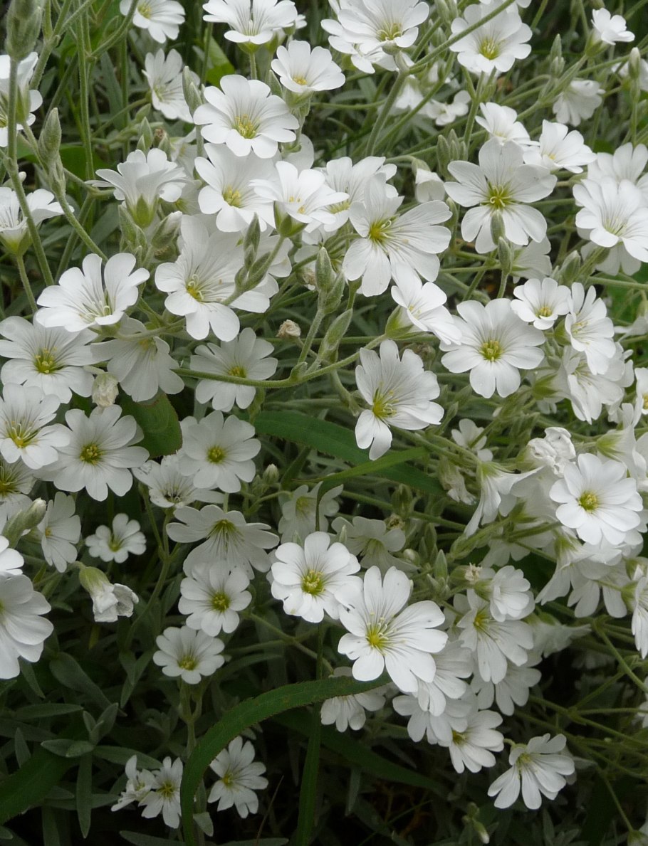 Ясколка почвопокровная