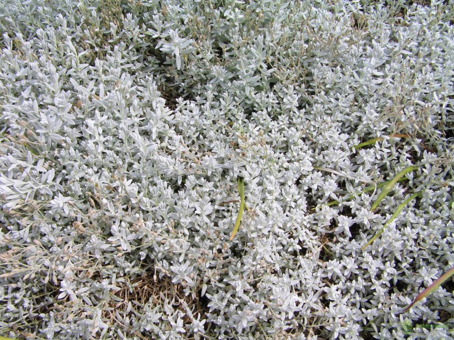 Ягель олений мох