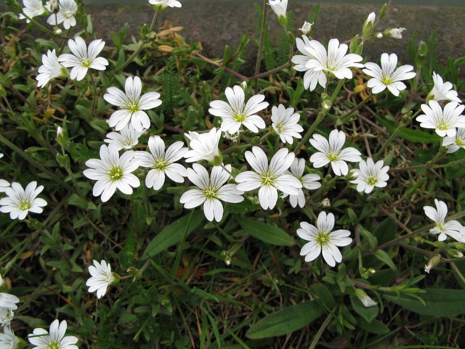 Ясколка войлочная (Cerastium tomentosum)