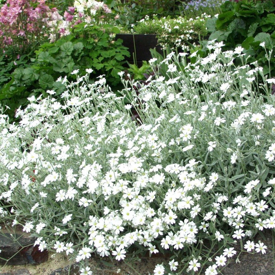 Ясколка войлочная Альпийская