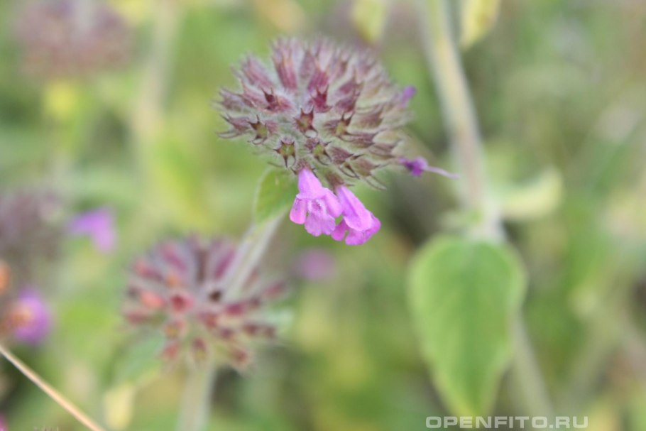 Буквица Бетоника Betonica officinalis