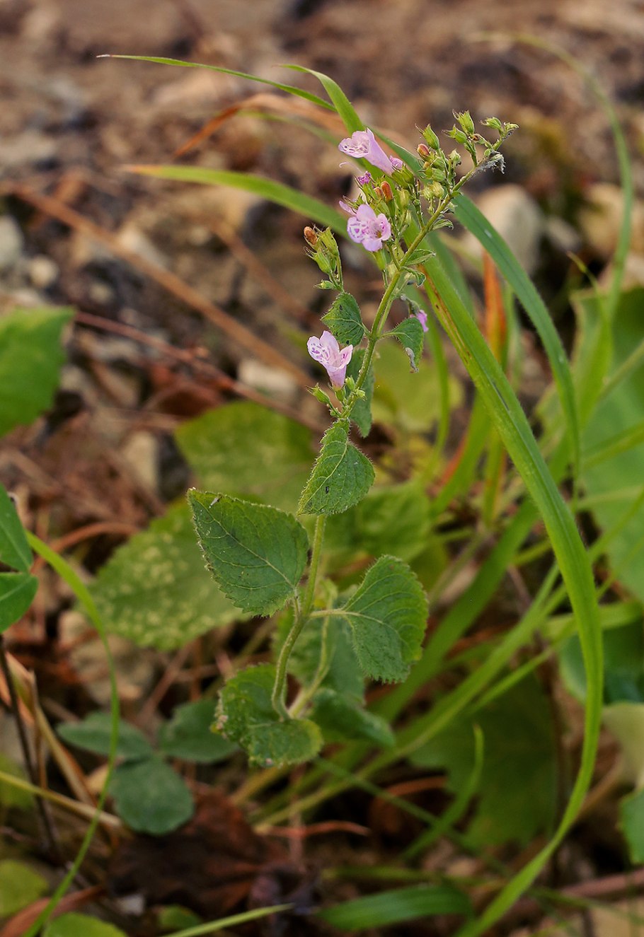 Гербарий Clinopodium vulgare