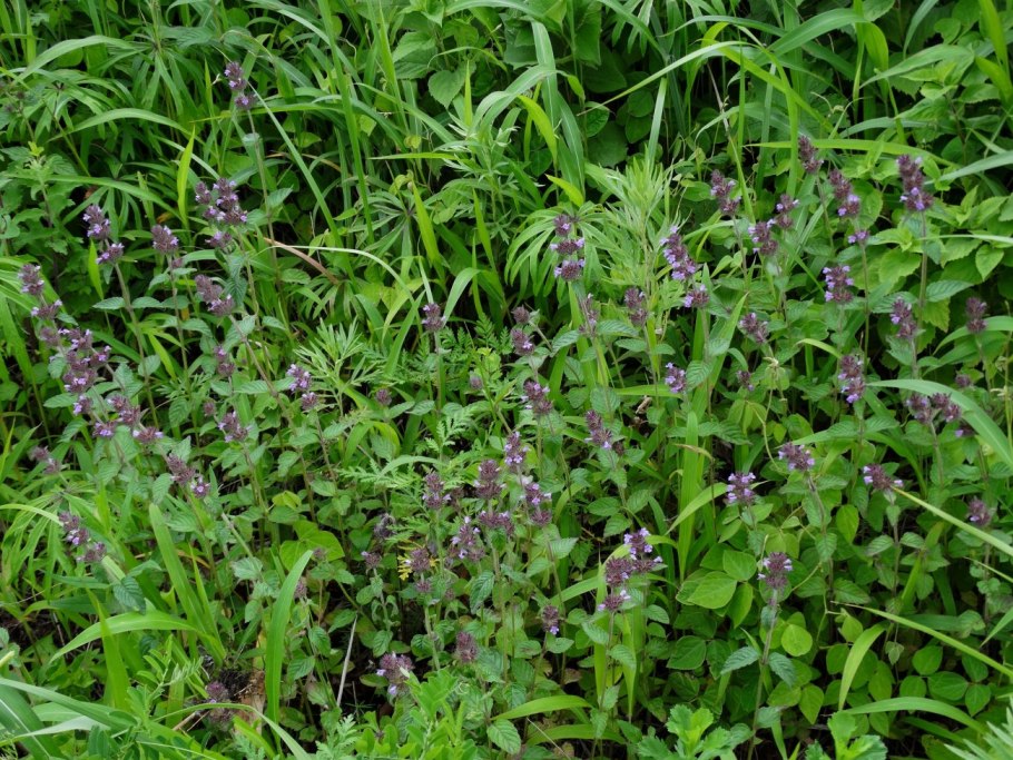 Clinopodium Nepeta