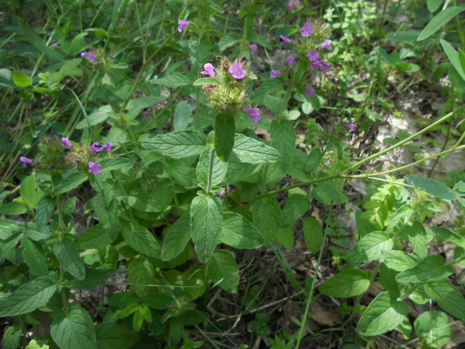 Clinopodium bolivianum