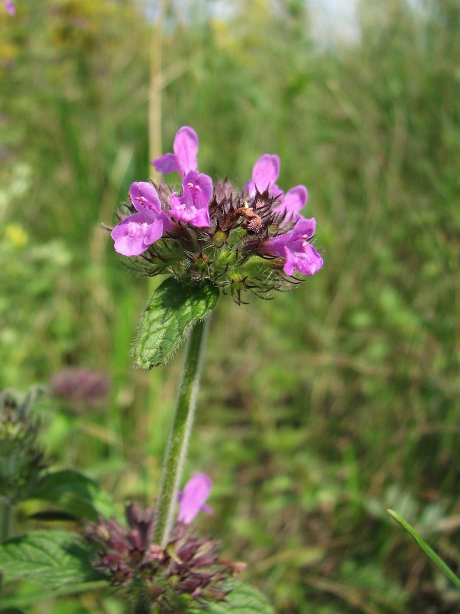 Clinopodium menthifolium