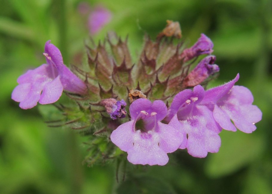 Пахучка обыкновенная (Clinopodium vulgare)