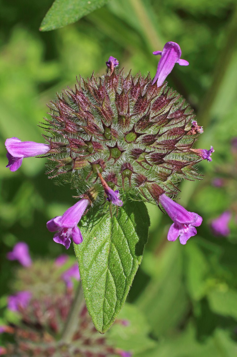 Clinopodium chinense