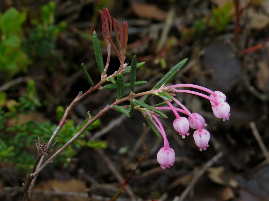 Пахучка обыкновенная (Clinopodium vulgare l.)