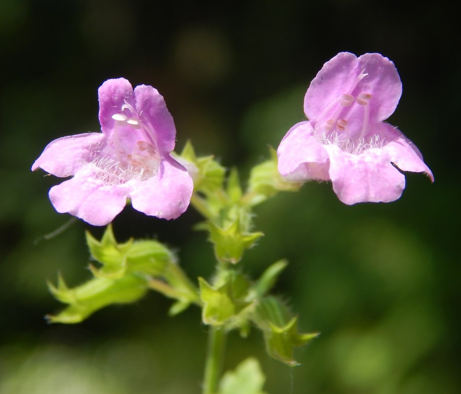 Яснотковые Lamiaceae