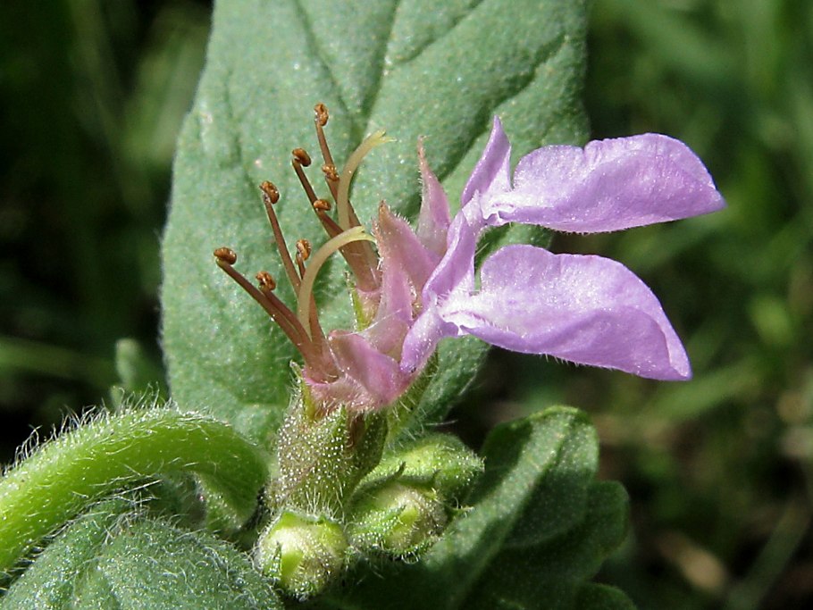 Гербарий Clinopodium vulgare