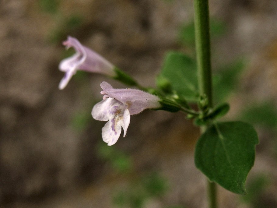 Clinopodium menthifolium