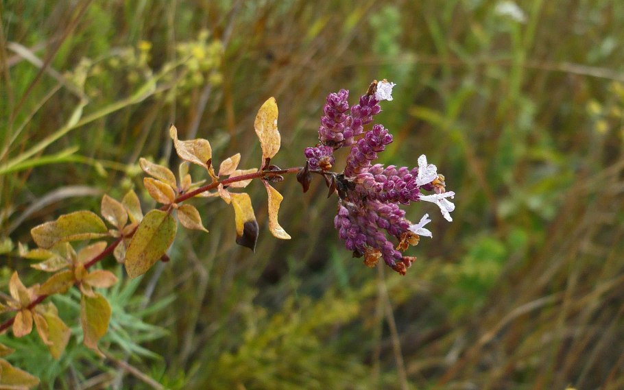 Clinopodium Приморье