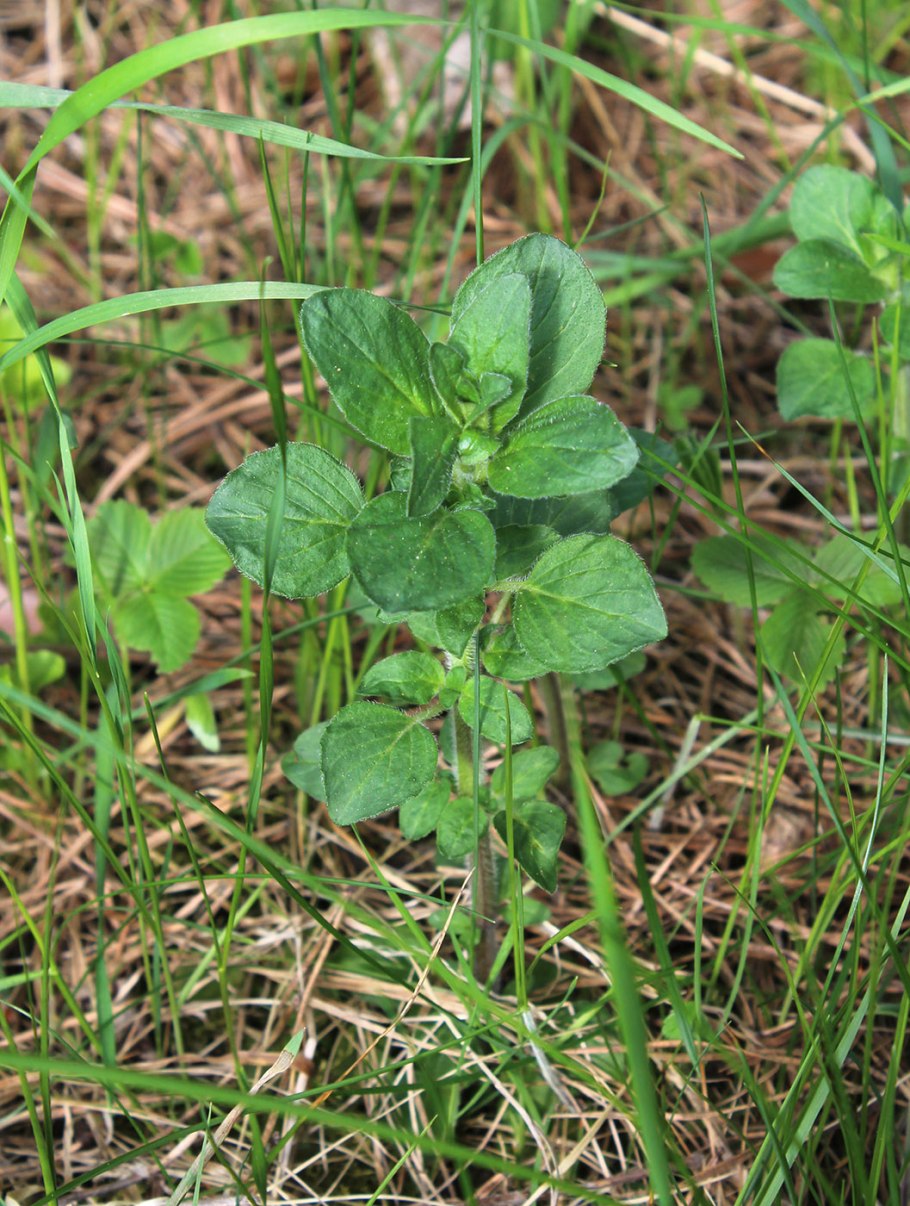 Гербарий Clinopodium vulgare