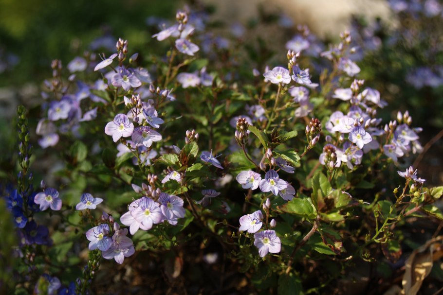 Вероника каменная мадам Мерсье