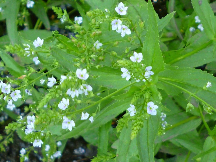 Растение Вероника широколистная