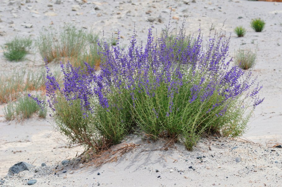 Вероника поточная Вероника поручейная