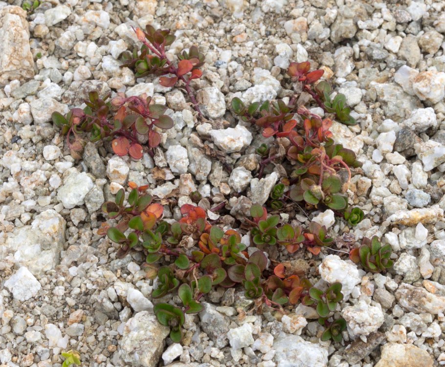 Вероника колосковая Ротфучс