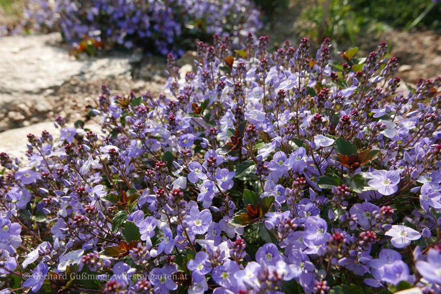 Вероника мадам Мерсье