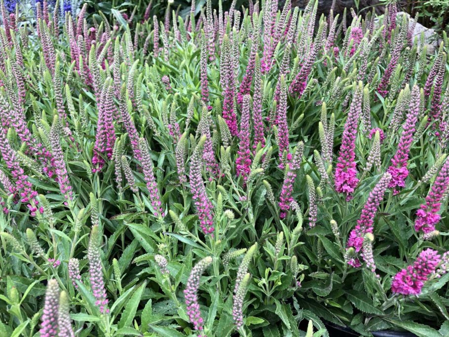 Растение Вероника длиннолистная