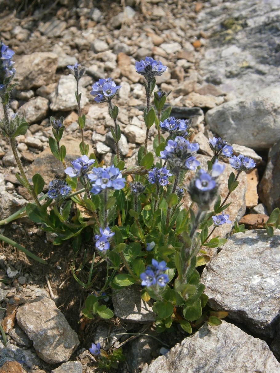 Вероника Австрийская Royal Blue