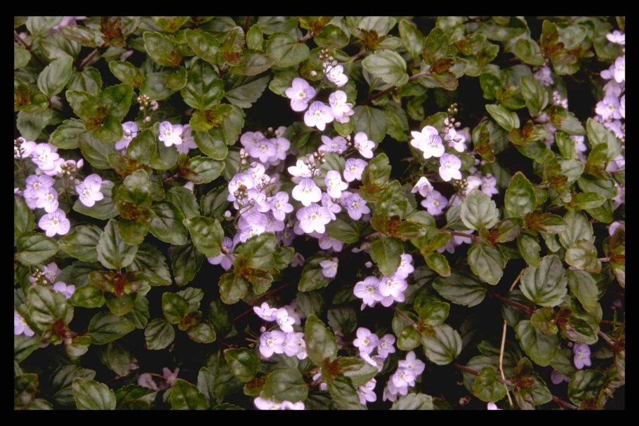 Вероника мадам Мерсье