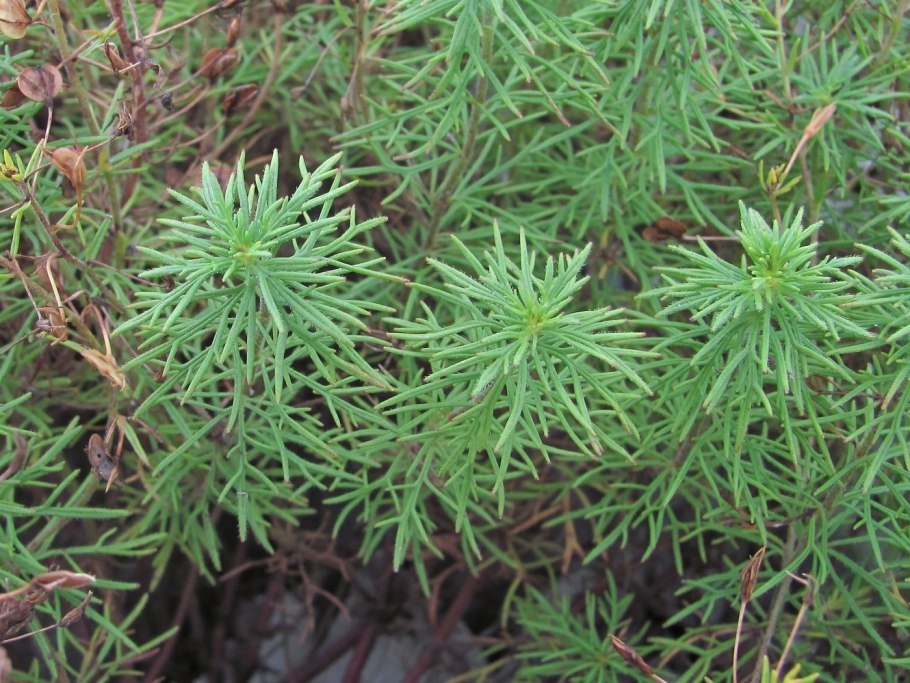 Вероника Альпийская