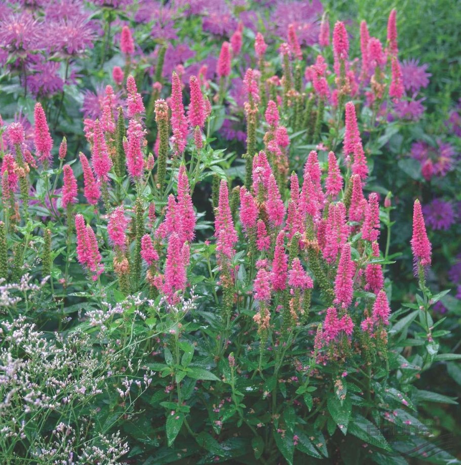 Вероника горечавковая, голубая