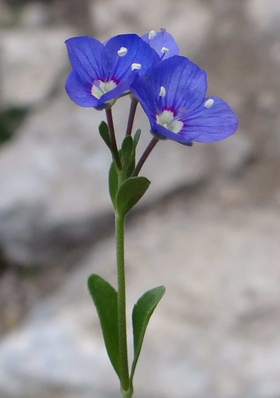 Veronica multifida