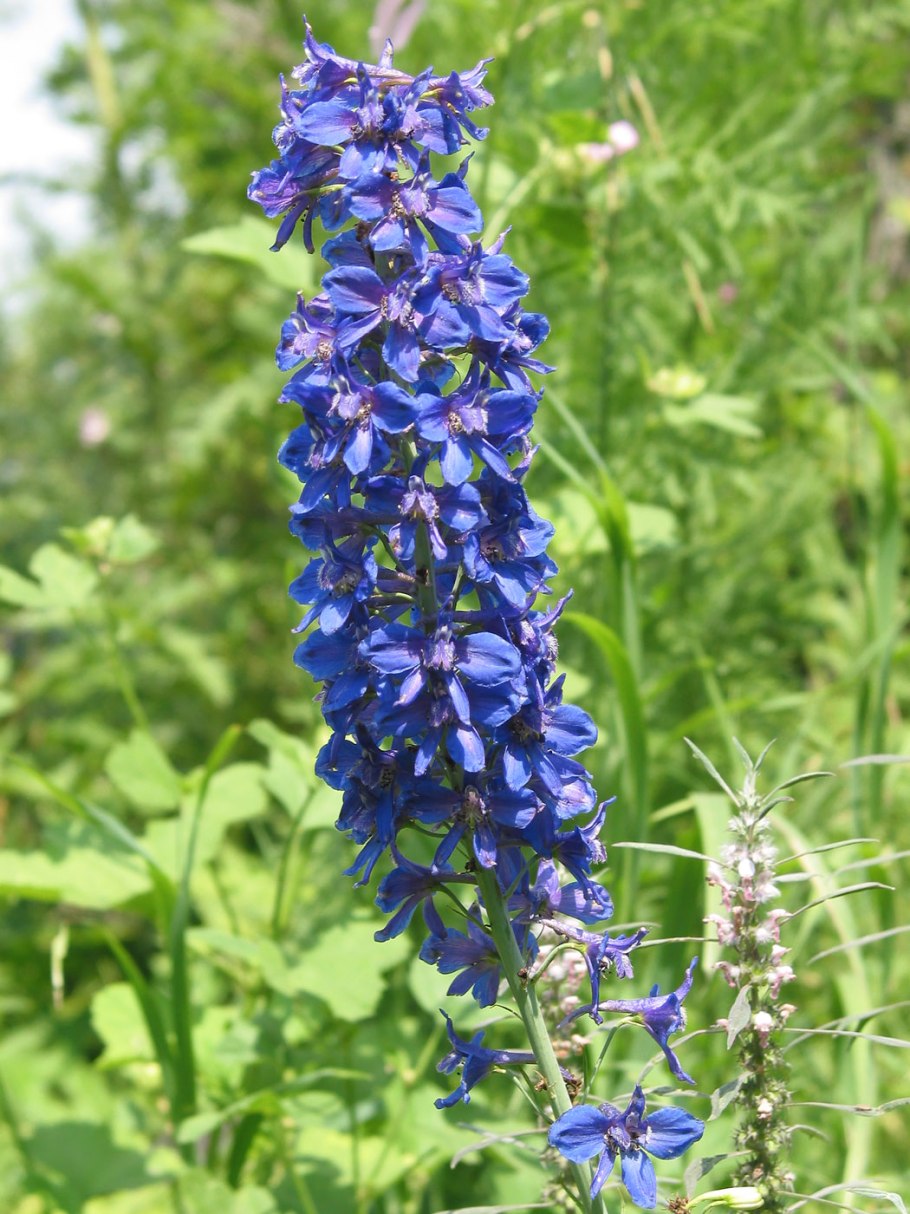 Delphinium ajacis дельфиниум Аякса