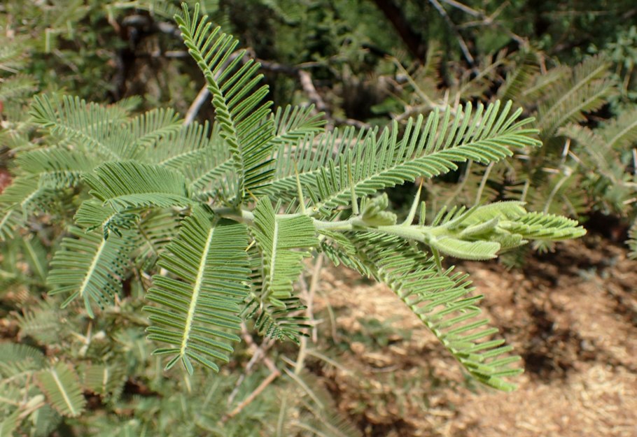 Acacia erythrocalyx Brenan растение