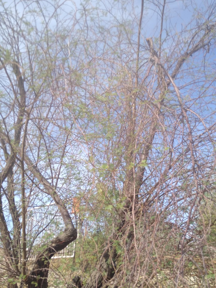 Вахелия цветет