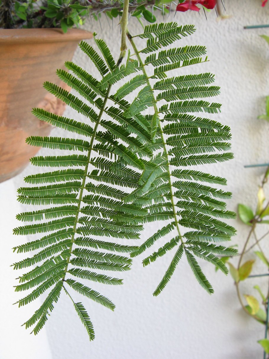 Папоротниковая Акация